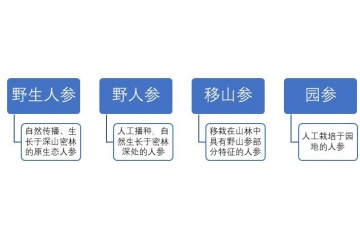 人參行業(yè)概況與區(qū)域結(jié)構(gòu)分析（附報(bào)告目錄）